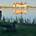 schloss-moritzburg-enten.jpg